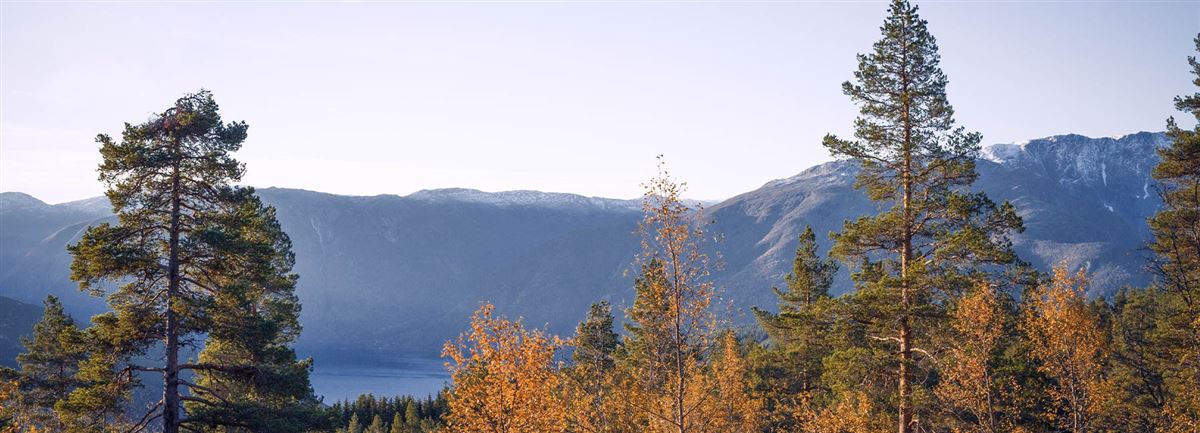 Morgonlandskap från bergen